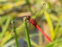 Rhodopygia hinei (Brilliant Redskimmer) male-6.jpg